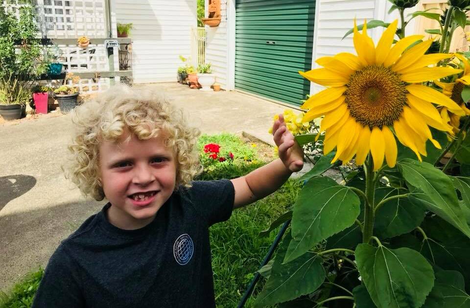 FUN IN THE SUN: Levi has grown some huge sunflowers in his nan's garden in Shellharbour Village. Picture courtesy of Jess Crouch.