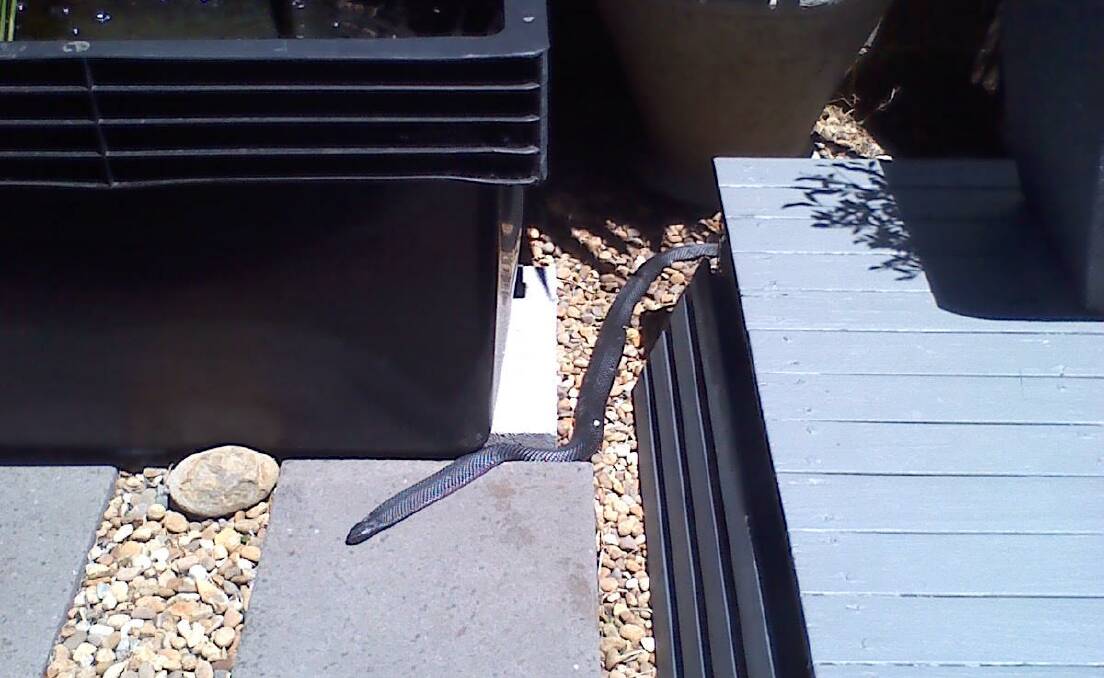 SNAKE SEASON: "Whisker" sent us this image of a red bellied black snake enjoying the sun in his yard at Kiama Heights.