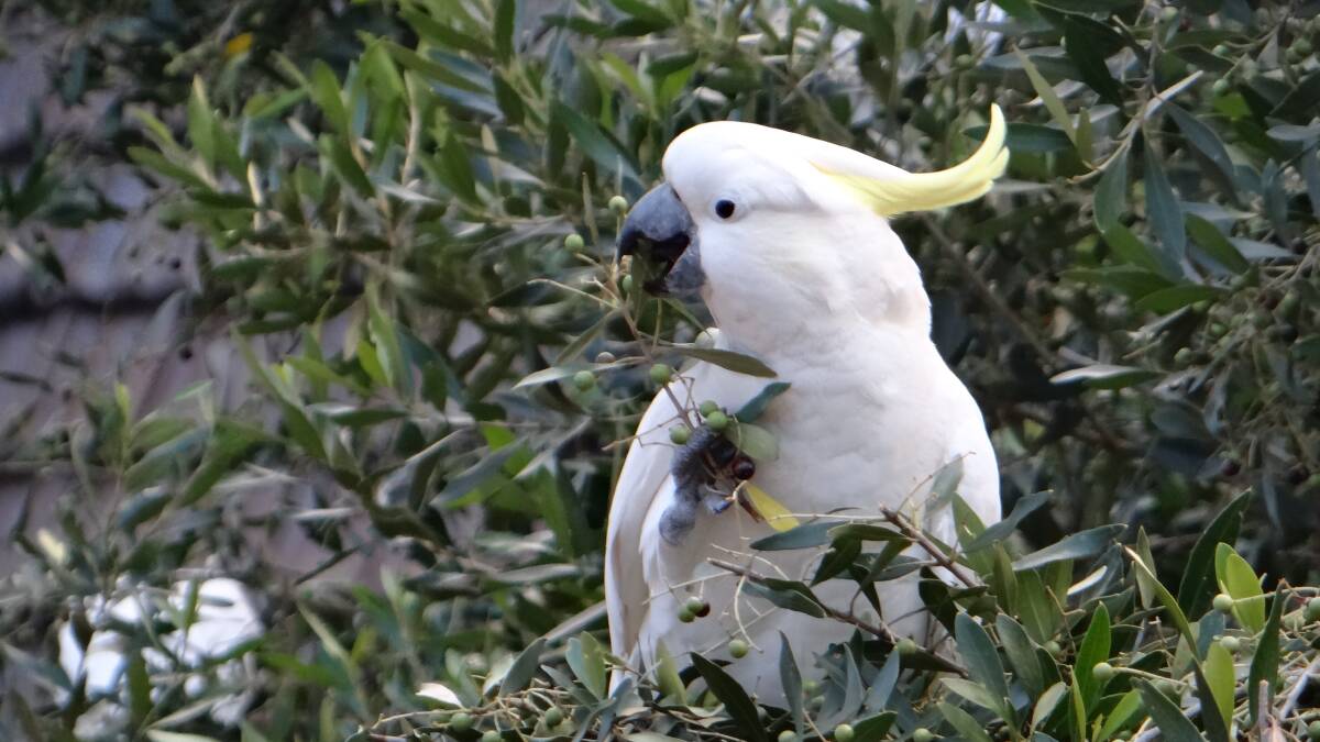 Nature: White cockatoos in their natural environment, captured by Lorrain Maher. Send us your photos to letters@illawarramercury.com.au or post to our Facebook page. 