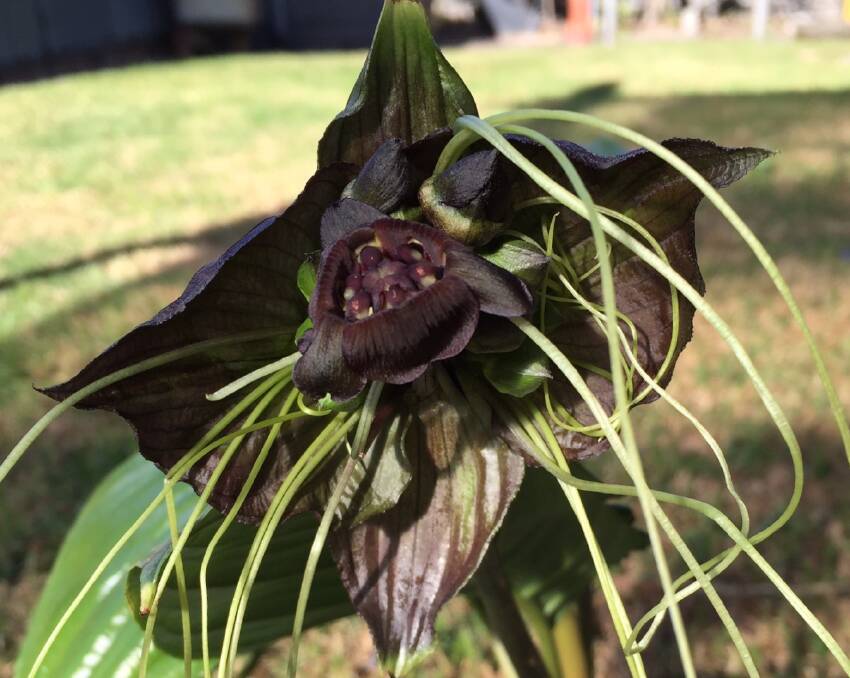 Mysterious bat flower by Margaret Johnston