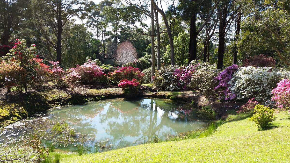 DO YOU HAVE A PICTURE?: The Rhododendron Gardens by Anita Pallas. Send your image to letters@illawarramercury.com.au or share it on our Facebook page.