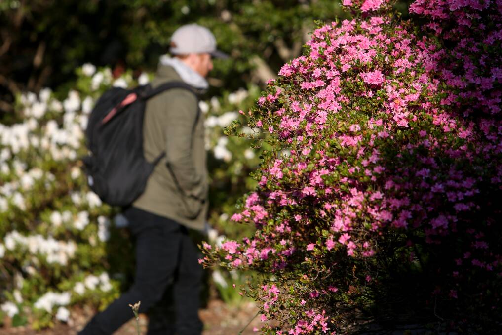 Flowers are already in bloom at the Wollongong Botanic Gardens ahead of spring's arrival on Friday. Picture: Adam McLean