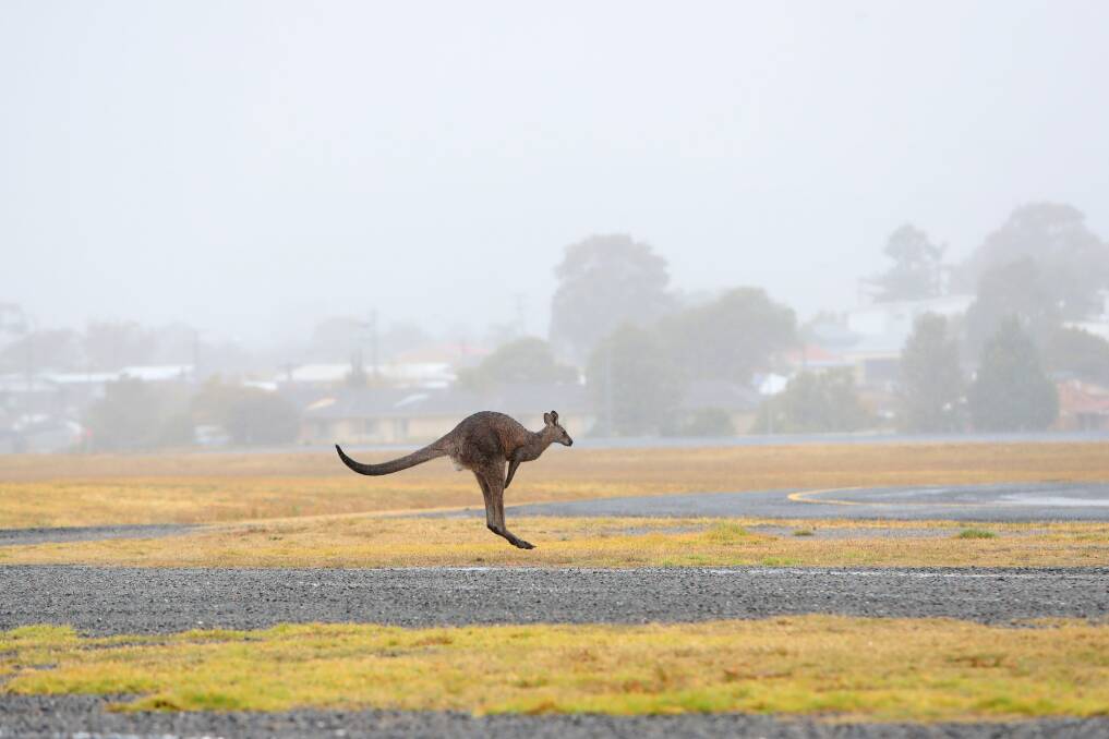 A kangaroo, likely in search of a drink and/or food, seen near the tarmac at the Illawarra Regional Airport as much-needed rain fell on Friday. Picture: Sylvia Liber