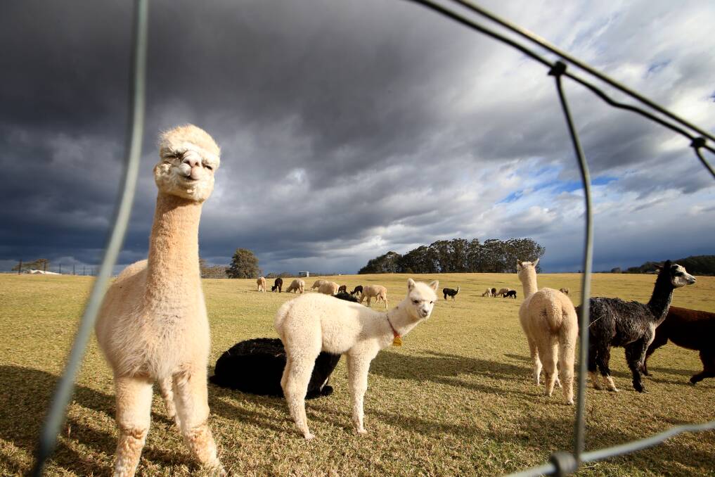 Some of the alpacas at the Millpaca alpaca stud, near Berry, on Sunday afternoon. Picture: Sylvia Liber