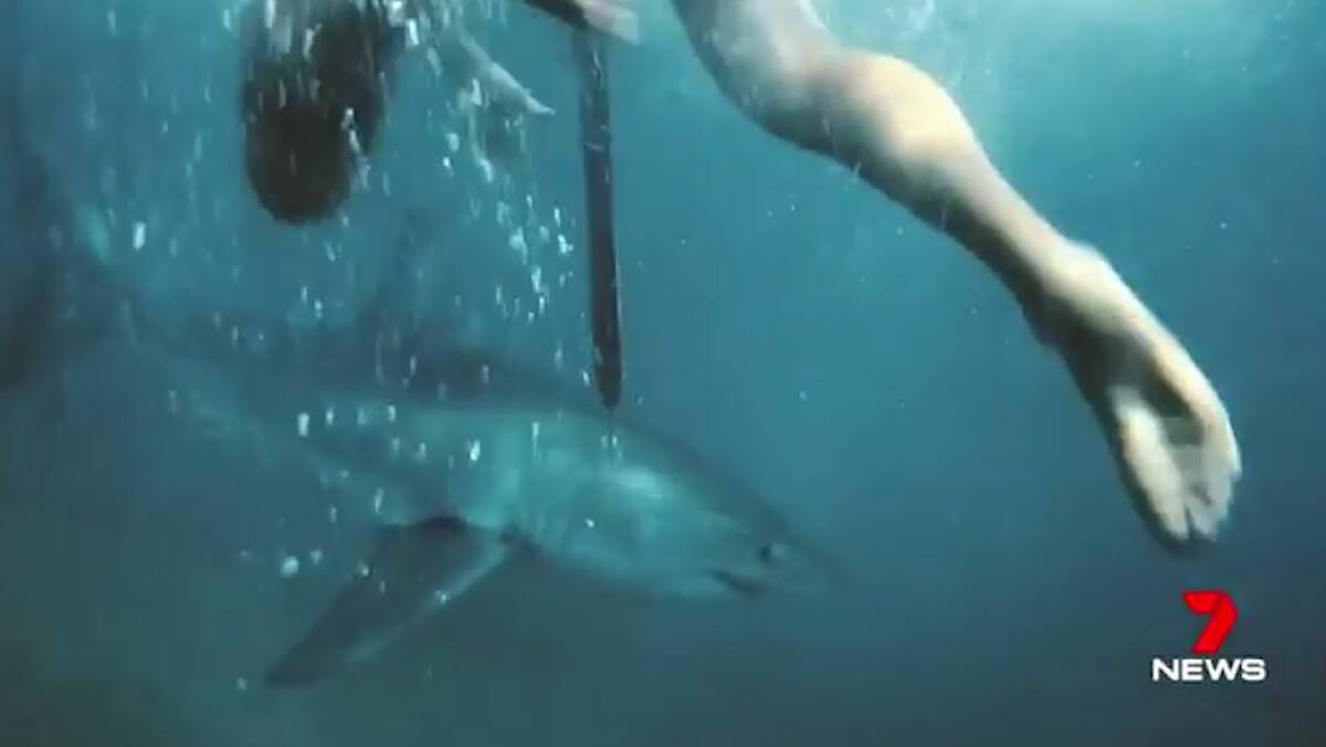 Video shows two boys getting close to a great white shark at Wattamolla beach south of Sydney. Picture: Seven News