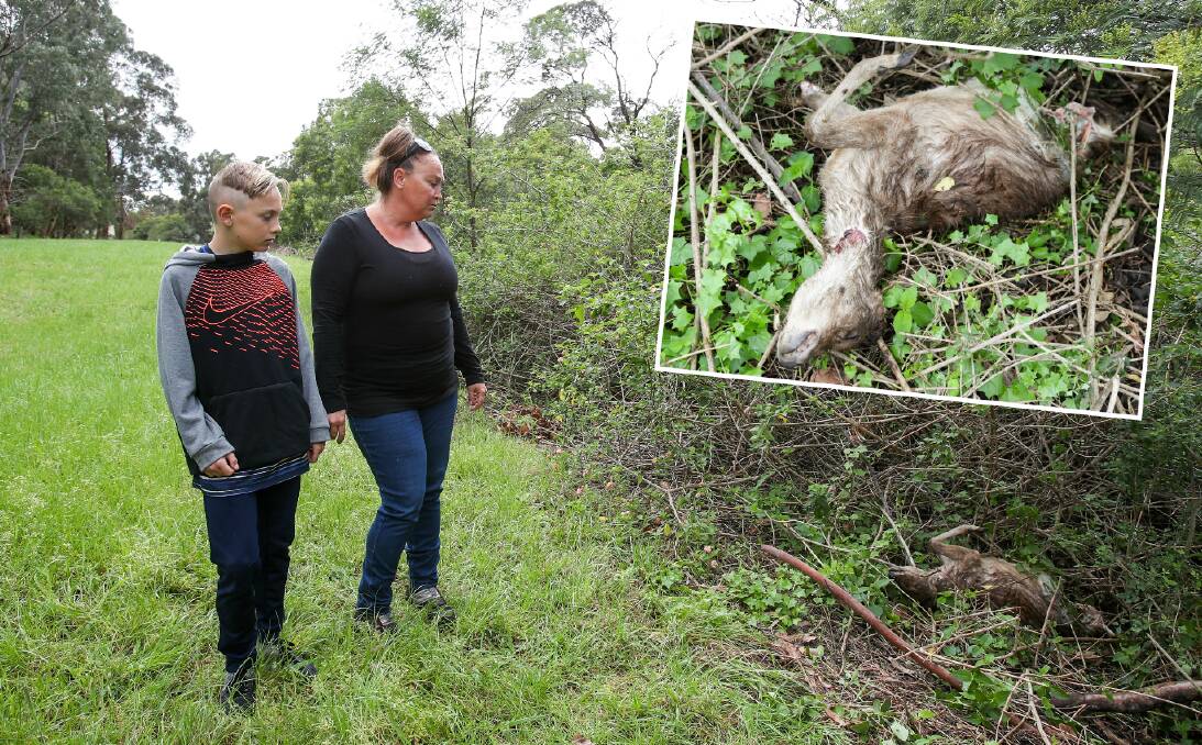GRISLY FIND: Joanne Irons and her 12-year-old son, Ethan Di Giacomo, inspect the dismembered deer carcass (inset) they found in a reserve near their Unanderra home this week. The deer also had a bullet wound. Picture: Adam McLean