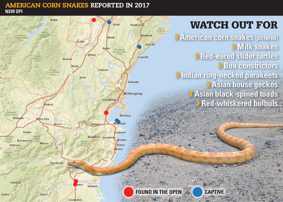 SNAKES BY NUMBERS: American corn snakes have been reported in Helensburgh, Dapto, Warilla, Shellharbour, Bomaderry and Nowra this year.  CLICK ON THE IMAGE FOR A LARGER MAP