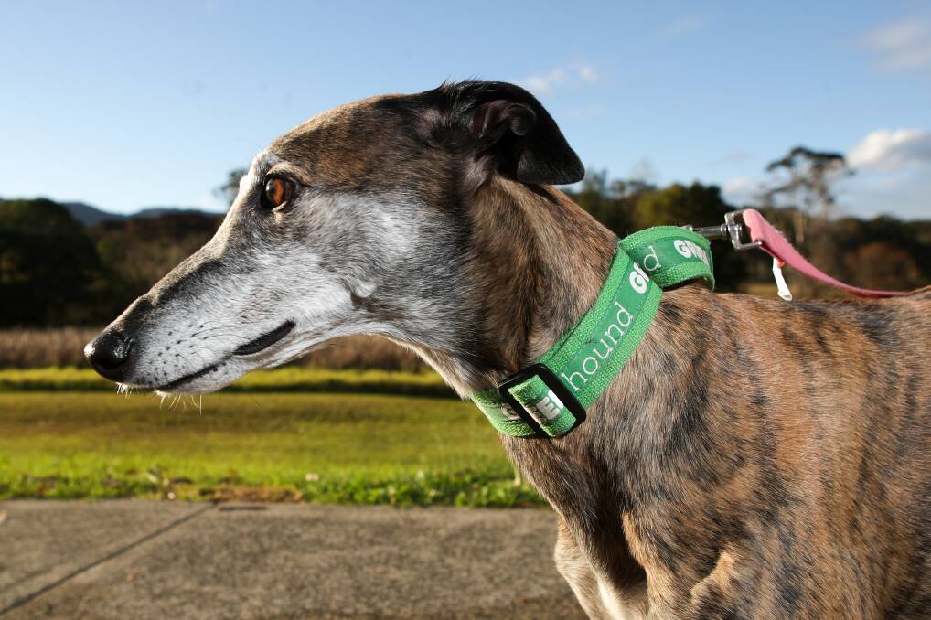 All pet greyhounds in NSW had to be muzzled in public unless they'd been granted an exemption. As of July 1, that legal requirement no longer applies. Picture: Adam McLean