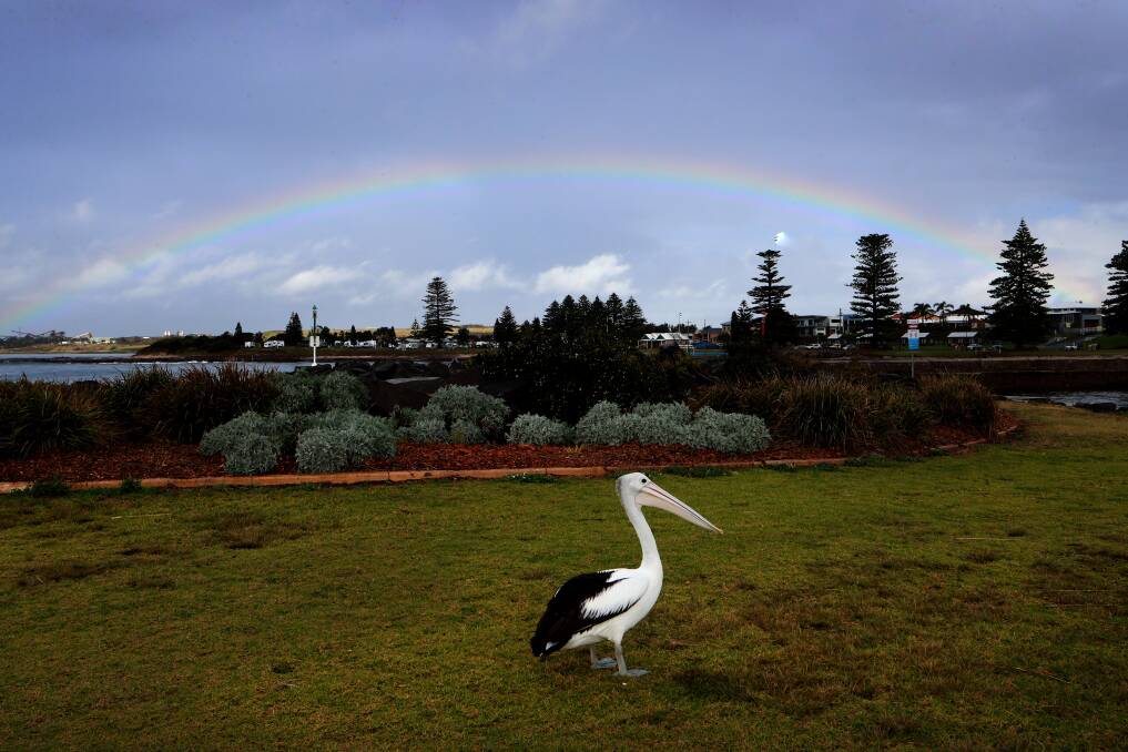 Wednesday was a good day for ducks - and pelicans - as rain falls across the Illawarra. More showers are forecast on Thursday. Picture: Sylvia Liber