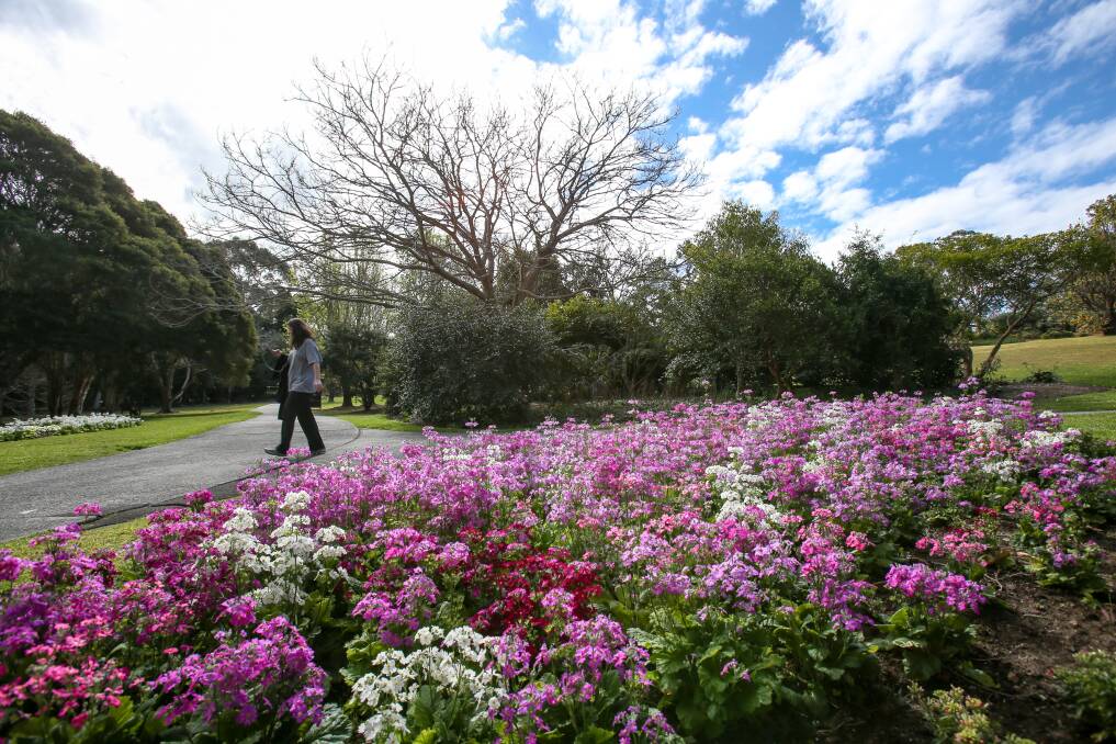 Flowers in bloom at the Wollongong Botanic Garden in late August. Picture: Adam McLean