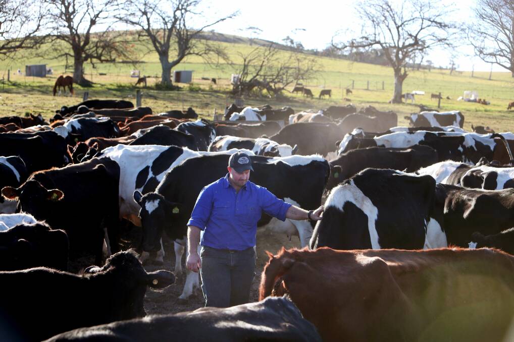 ‘I don’t know what I’m going to do’: Illawarra farmers doing it tough as drought deepens