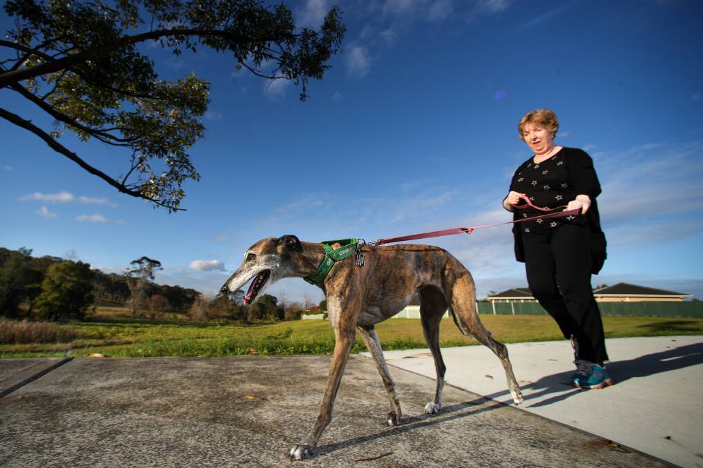 Horsley's Jacqueline Hurley goes for a walk with her greyhound Sophie, who passed an assessment and doesn't need to be muzzled if she has a green collar on. Ms Hurley was once scared of dogs. Picture: Adam McLean