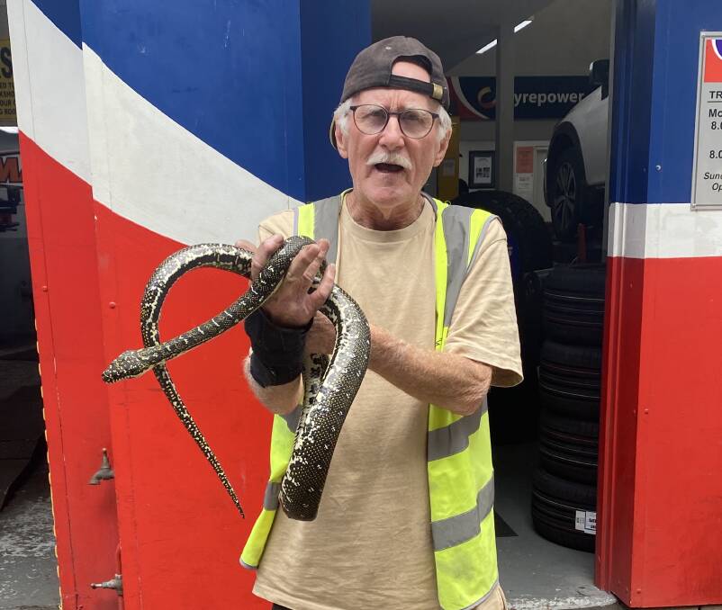 WIRES volunteer Hugh with the two-metre long diamond python that he removed from a four-wheel-drive in Kiama. Picture by Ben Patching. Pictures by Ben Patching 