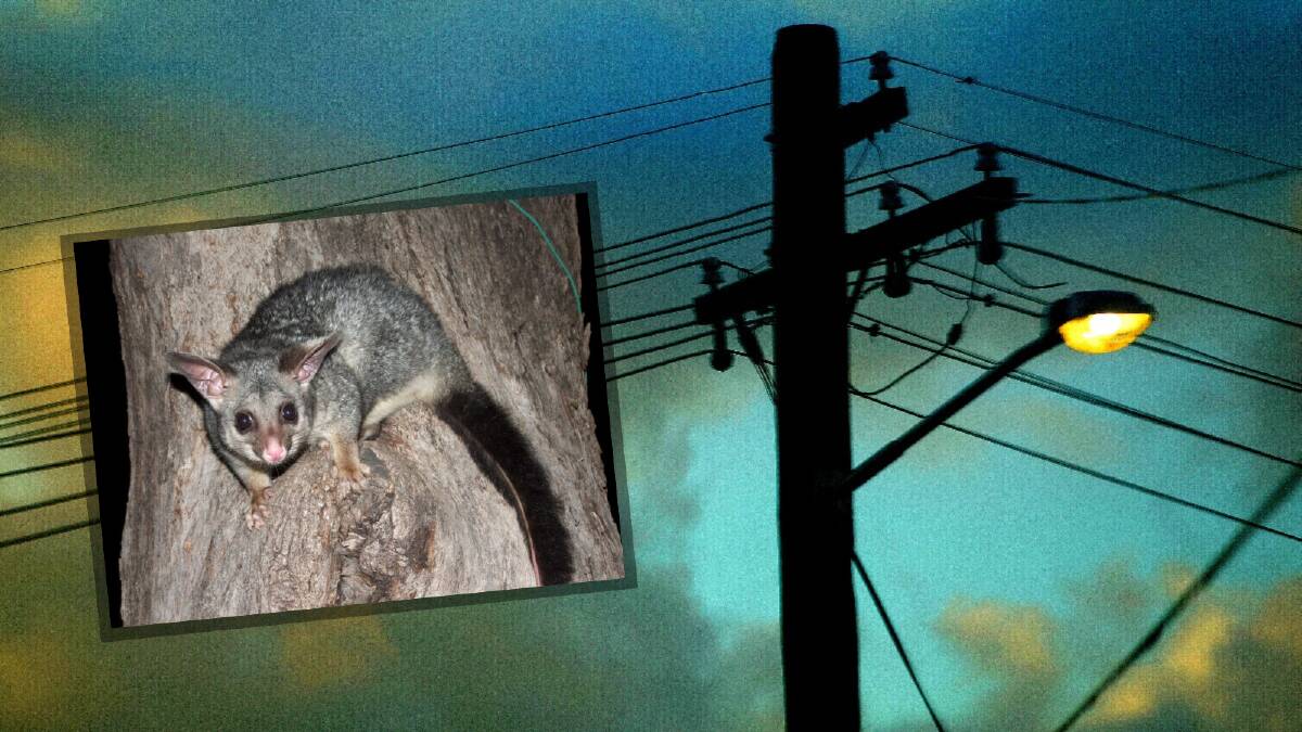 A possum (inset) with a telegraph pole and powerlines. File pictures 