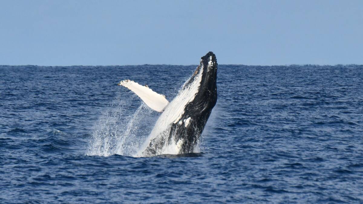 Humpback whales are the most common variety spotted off the Illawarra. Pictures by Jervis Bay Wild