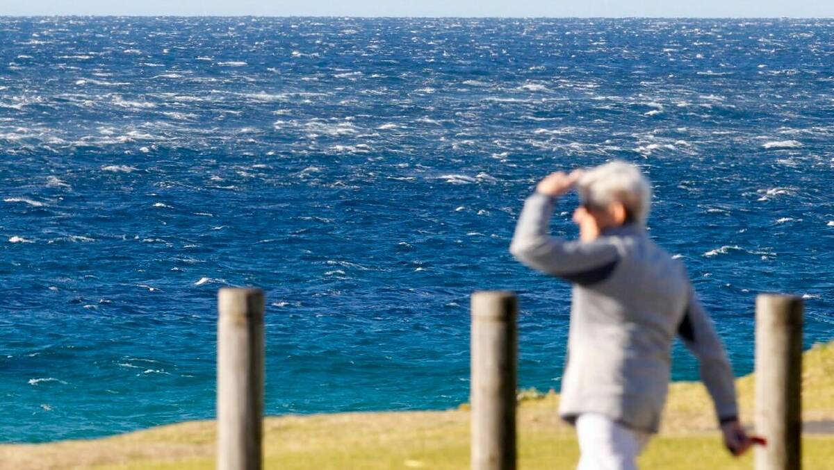 A woman walking during strong winds at Towradgi Point. Picture by Adam McLean