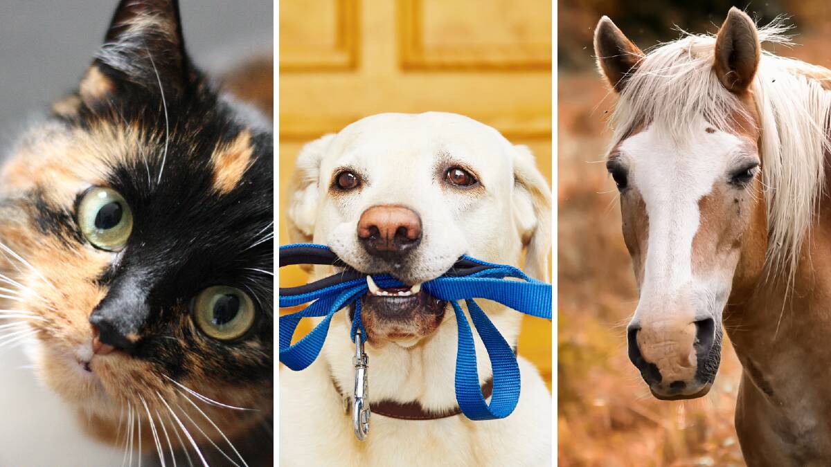 A cat, dog and horse. File photos