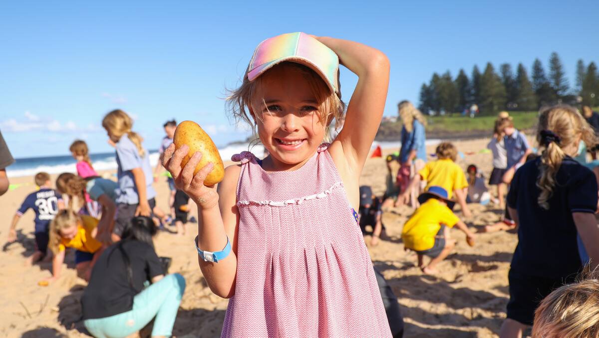 The annual spud hunt attracted hundreds of children to Surf Beach in Kiama on Wednesday. Pictures by Wesley Lonergan