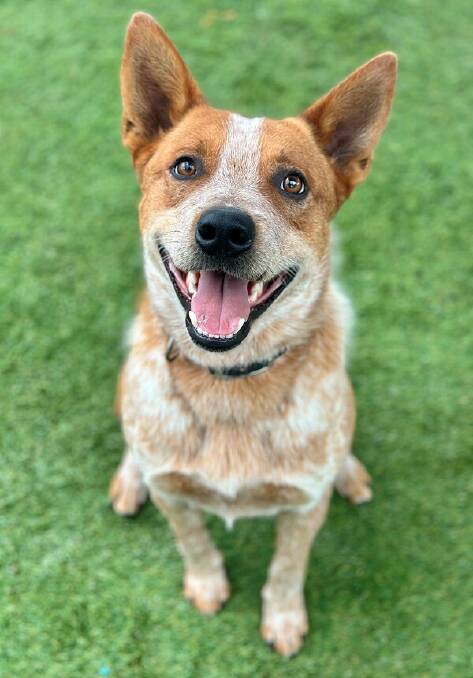 Andy, the cattle-dog, is just over one-year-of-age and loves all dogs and people. Picture supplied 