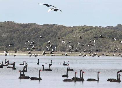 Wollumboola Lake ... home to native and migratory birds.