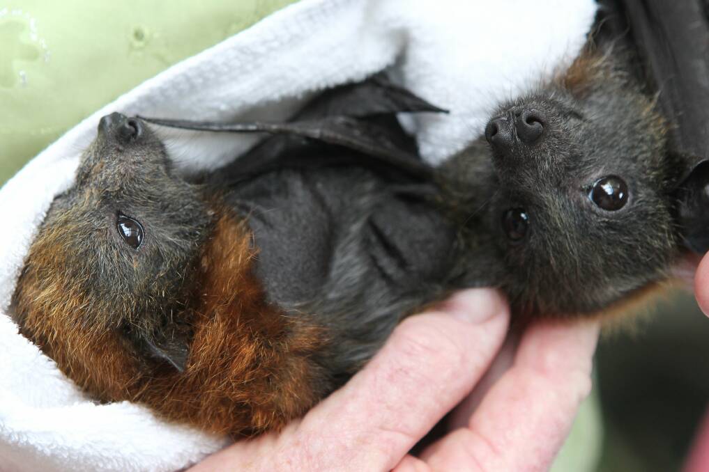 Sandra Leonard from WIRES is to care for some flying fox babies after their mothers died during the heatwave. Pictures: GREG TOTMAN