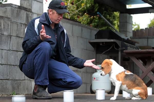 Biscuit the termite-detecting beagle with owner Paul Hosey. She cost him  $15,000. Picture: GREG TOTMAN