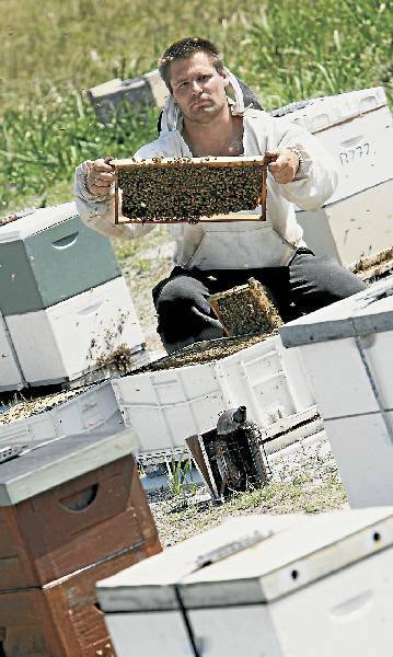Louie Kelbert tends his hives. Picture: Ken Robertson