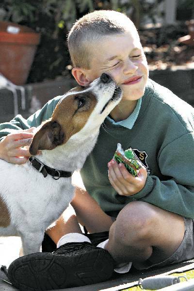 T-Rex gives his owner Jack Earl a lick after surviving a tiger snake bite in the family's Helensburgh backyard. Picture: WAYNE VENABLES