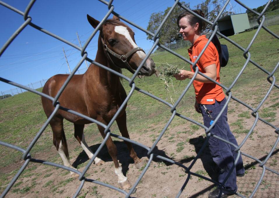 Ben needs a home, and RSPCA Unanderra shelter supervisor Janelle Kalkan wants you to help. Picture: ROBERT PEET