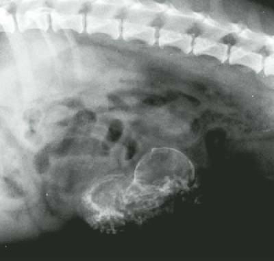 Mummified foetuses in dog                                                                                               