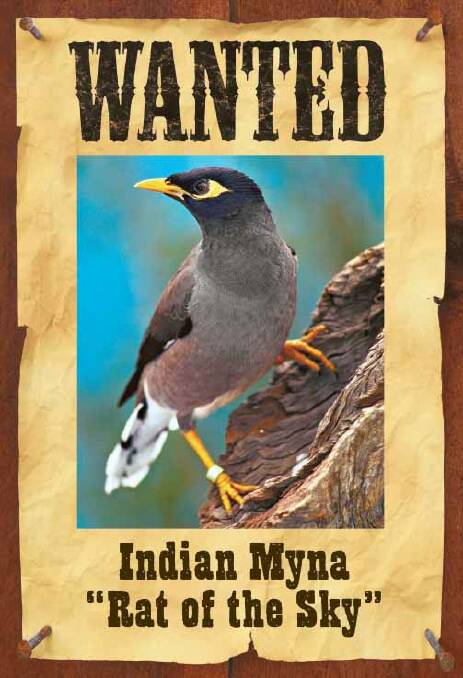 Myna becomes Gong's most wanted