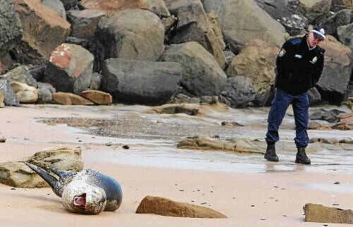 Lachlan Pritchard (above) from Australian Seabird Rescue observes an injured leopard seal that came ashore by Bellambi boat ramp yesterday.