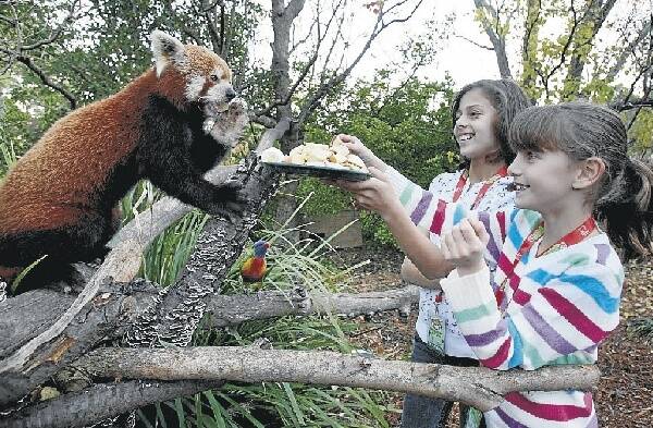 Wildlife Savers Caitlin De Santis and Tamsyn Vohradsky (right) feed a red panda at Symbio Wildlife Park.
