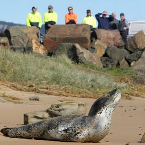 Rescue volunteers hoped the seal would regain its strength by resting on the beach overnight. Pictures: KIRK GILMOUR