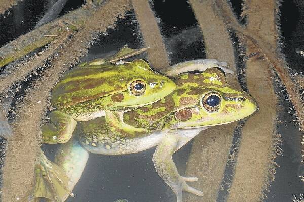 The Yellow-spotted Bell Frog