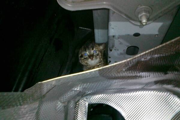 Commodore cat: Car noise was trapped tabby