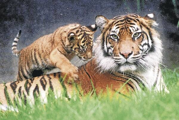 The next project for their saving program is an exhibit for Sumatran tigers.
