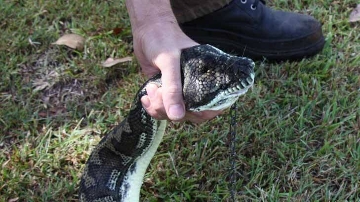 Hungry python: A WIRES volunteer takes away the snake.