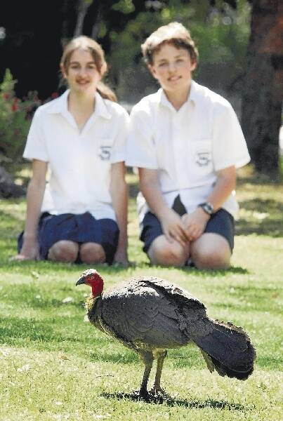 Boris the bush turkey made an appearance at Smith's Hill High School in Wollongong yesterday, surprising students Mary Dijkmans-Hadley, 12, and Kyle Jackson, 12. Picture: ORLANDO CHIODO