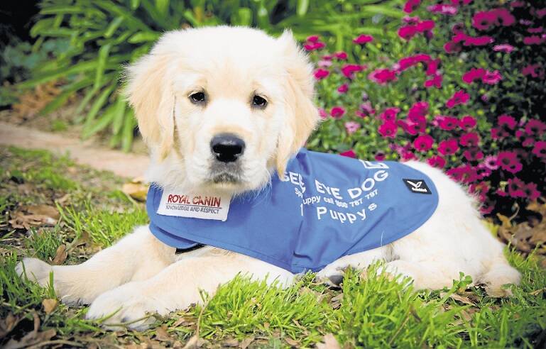 Invaluable: A young pup begins its $30,000 training to become a seeing eye dog capable of navigating public places for the vision-impaired.