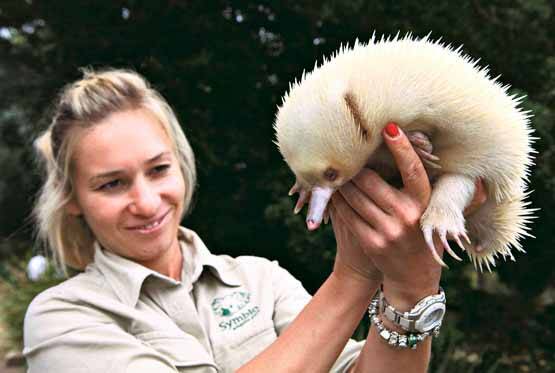 Symbio Wildlife Park animal keeper Kirsty Wallis holds up Leo the albino echidna. Picture: KIRK GILMOUR