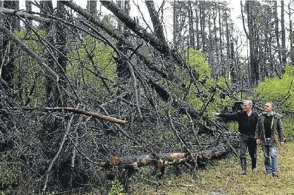 Brothers Damian and Tim Lloyd indicate charred trees at one of their properties. They are locked in litigation with Integral Energy over compensation claims.