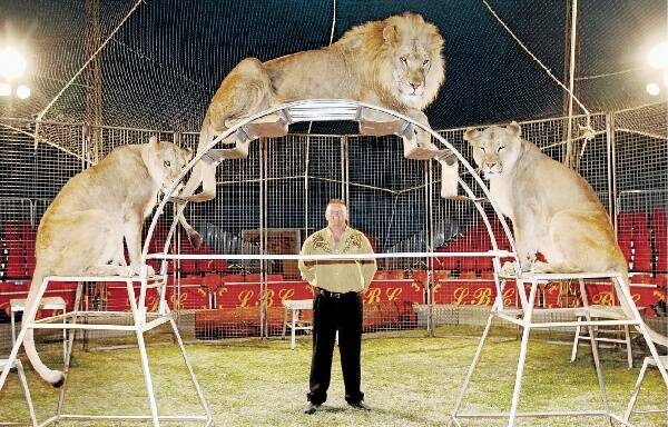 Lennon Bros lion tamer Steven Lavis with Maizey, Kovu and Kiara in Wollongong yesterday. Picture: DAVE TEASE