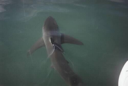 Great white shark spotted in Lake Illawarra