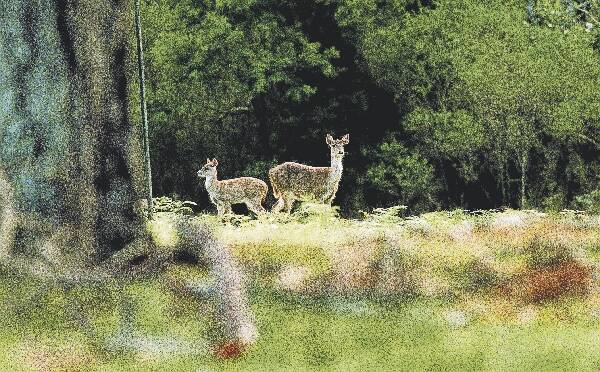 Deer in the Royal National Park near Waterfall. The NSW Shooters' Party is pushing to allow recreational hunting to be trialled in national parks. Picture: RICK STEVENS