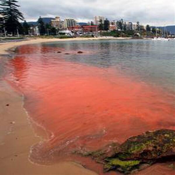 Swimmers have been urged to avoid the sea after an algal bloom discoloured the Illawarra coastline. Picture: ADAM McLEAN