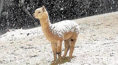 An alpaca braces against the cold as snow falls on the Southern Highlands. Picture: TERRY BRISCOE