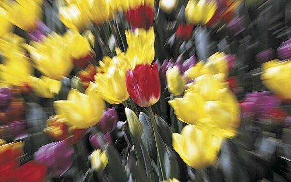 Hundreds of tulips will be on show during the 49th Tulip Time Bowral festival. Picture: DAVE TEASE