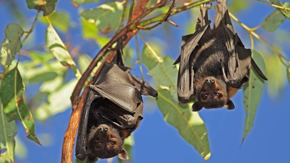 Handling flying foxes - a bat species native to Australia - has been described as being like playing Russian roulette. Photo contributed.