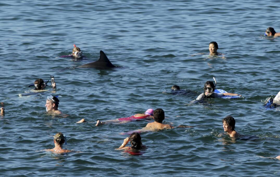 Surf's up: The dolphin at Shelly Beach on Monday. Picture DEAN SEWELL
